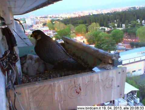 Alla Sapienza Sono Nati Quattro Cuccioli Di Falco Agoravox